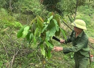 Dân biên giới xây nhà, sắm "xế hộp" nhờ loại cây chỉ lấy vỏ