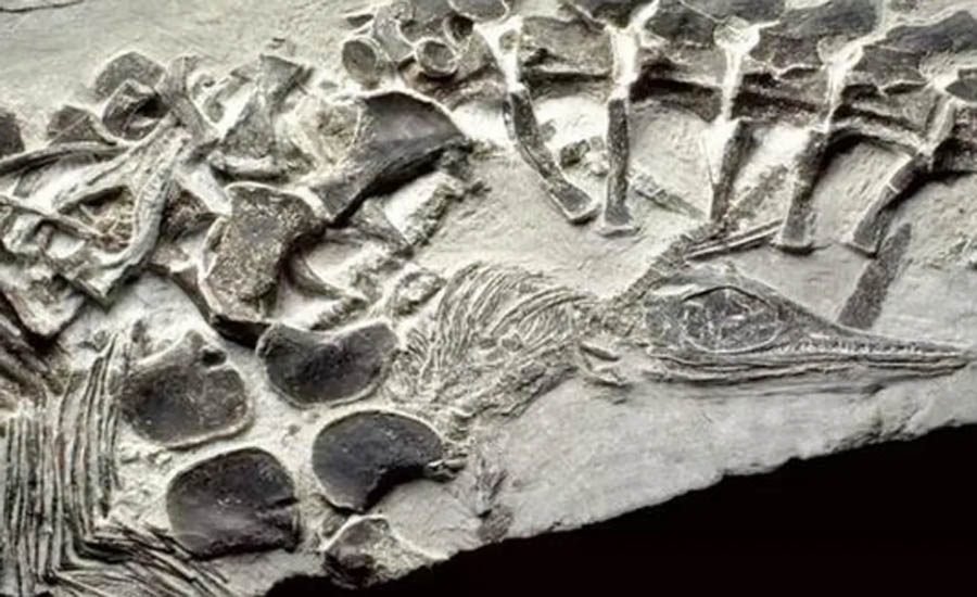 21 min 3 - Hóa thạch tình yêu dành cho vẻ đẹp và sự kỳ diệu của thiên nhiên từ hàng trăm triệu năm trước