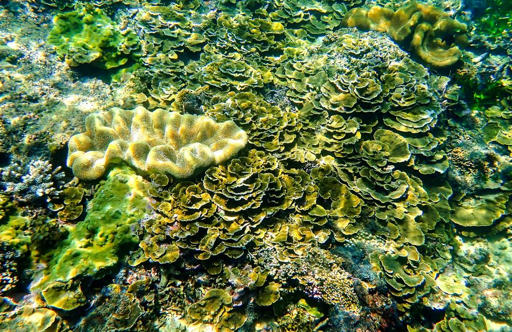22 min 11 - Cận cảnh rạn san hô rực rỡ hiếm gặp ở Việt Nam