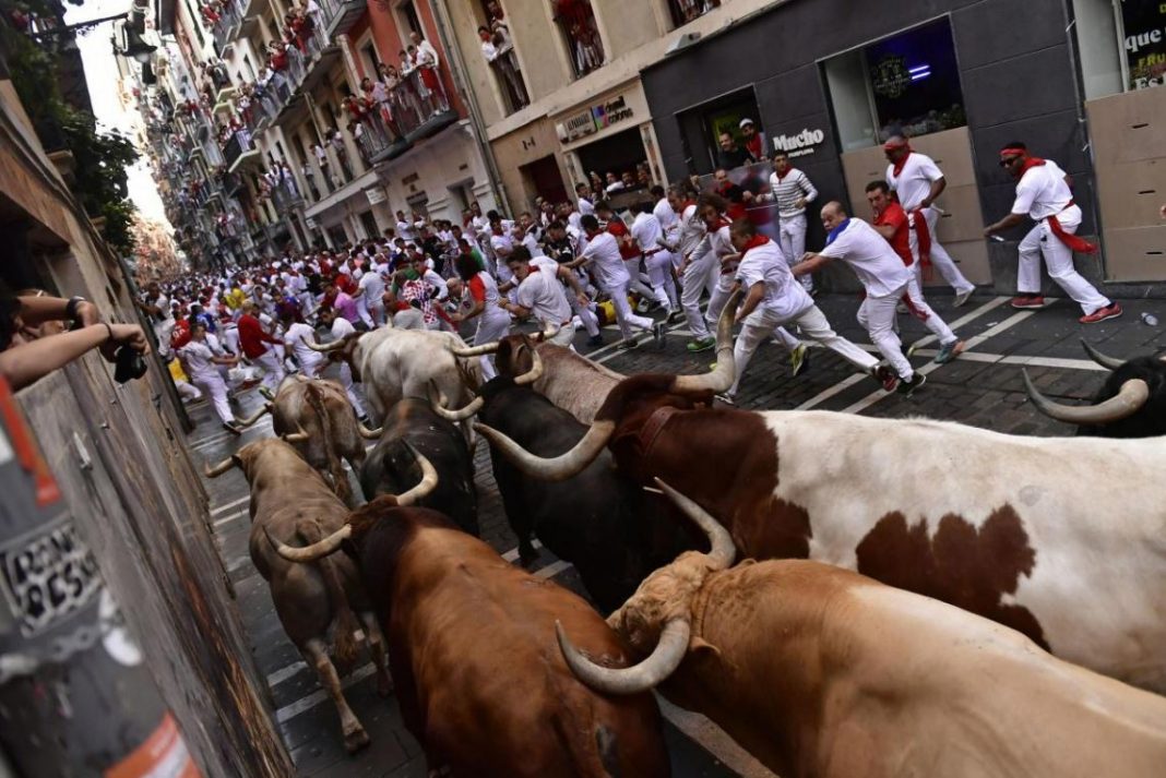 Tây Ban Nha mở lễ hội đua với bò tót, mỗi con nặng nửa tấn