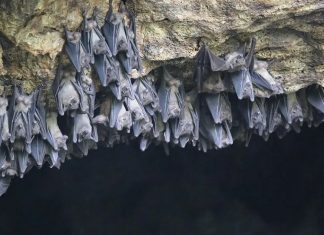 'Bẫy nhiệt' và sự nảy nở của virus