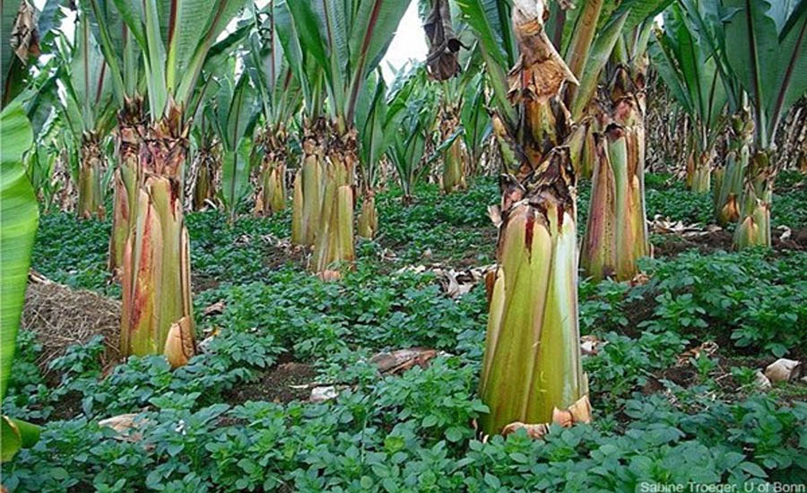 Dự báo của các nhà khoa học về nguồn lương thực chính trong tương lai Dự báo của các nhà khoa học về nguồn lương thực chính trong tương lai