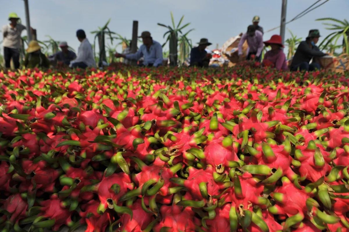 EU là thị trường xuất khẩu lớn top 5 của rau quả Việt Nam. Ảnh: Phạm Ngôn.