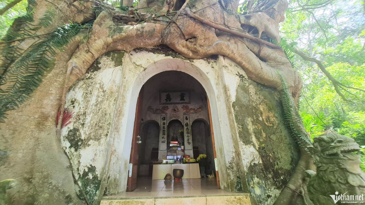Goc cay phu kin chi con ho moi cua den min - Gốc cây si ôm trọn ngôi đền cổ ở Thanh Hóa