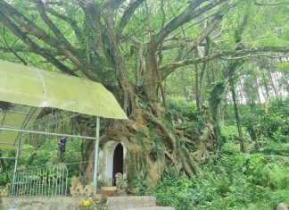 Gốc cây si ôm trọn ngôi đền cổ ở Thanh Hóa