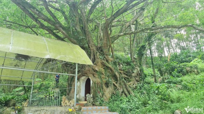 Gốc cây si ôm trọn ngôi đền cổ ở Thanh Hóa