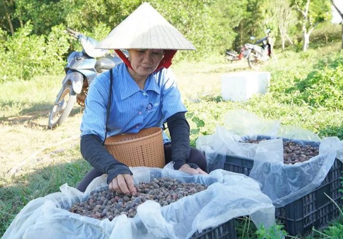 Mùa sim chín - VSD Văn Hóa - Đời Sống - vansudia.net Mùa sim chín