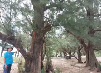 Chuyện dân làng biển giữ rừng phi lao như báu vật