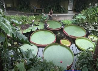 Phát hiện loài hoa súng lớn nhất thế giới Phát hiện loài hoa súng lớn nhất thế giới