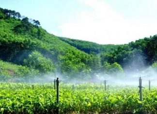 Phát triển lâm nghiệp trở thành ngành kinh tế – kỹ thuật hiện đại Phát triển lâm nghiệp trở thành ngành kinh tế - kỹ thuật hiện đại
