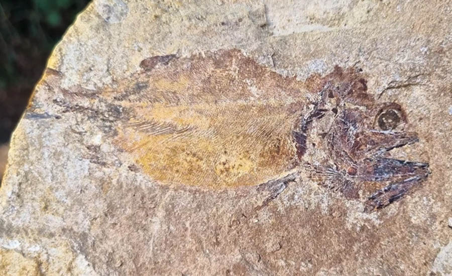 Vay va mat cua ca la mot so mo mem duoc bao quan trong hon 180 trieu nam min - Phát hiện hóa thạch cá kỷ Jura được bảo tồn hoàn hảo
