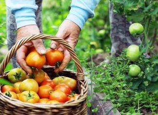 Nền tảng phát triển bền vững từ kinh tế xanh ở Việt Nam