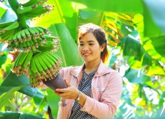 Chuối Lâm Đồng ra thế giới Chuối Lâm Đồng ra thế giới