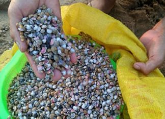Loài đặc sản bé xíu nhiều màu sắc được ví như 'lộc trời'