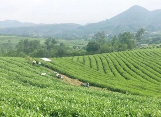 Ghi ở vùng chè đặc sản Tân Cương Ghi ở vùng chè đặc sản Tân Cương - VSD Văn Hóa - Đời Sống