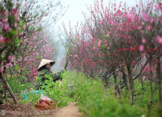 Hai phương án nghỉ Tết Âm lịch 2023 Hai phương án nghỉ Tết Âm lịch 2023