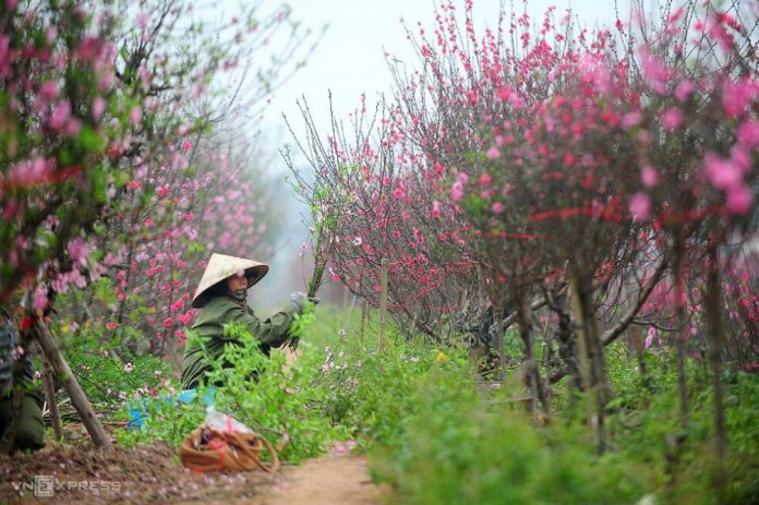 Hai phương án nghỉ Tết Âm lịch 2023 - VSD Văn Hóa - Đời Sống - vansudia.net Hai phương án nghỉ Tết Âm lịch 2023