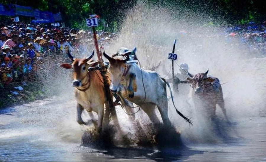 Le hoi dua bo Bay Nui cua dong bao Khmer o tinh An Giang min - Phát huy giá trị của lễ hội góp phần phát triển bền vững vùng đồng bằng sông Cửu Long