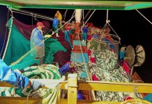 Ngư dân trúng mẻ cá 250 tấn
