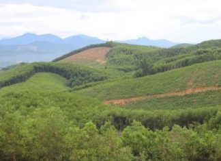 Phát triển kinh tế rừng để thoát nghèo bền vững Phát triển kinh tế rừng để thoát nghèo bền vững