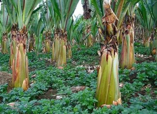 Siêu cây lương thực đủ cứu đói hơn 100 triệu người có gì đặc biệt? Siêu cây lương thực đủ cứu đói hơn 100 triệu người có gì đặc biệt?