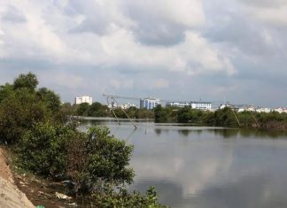 Bảo vệ khu rừng ngập mặn duy nhất giữa lòng TP Phan Thiết