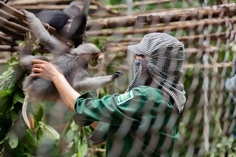 Cúc Phương cũng là trung tâm cứu hộ và bảo tồn động vật hoang dã có tiếng của Việt Nam