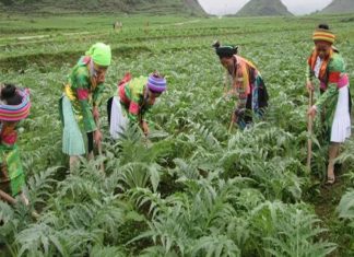 Hà Giang phát triển cây dược liệu quý trên vùng cao nguyên đá