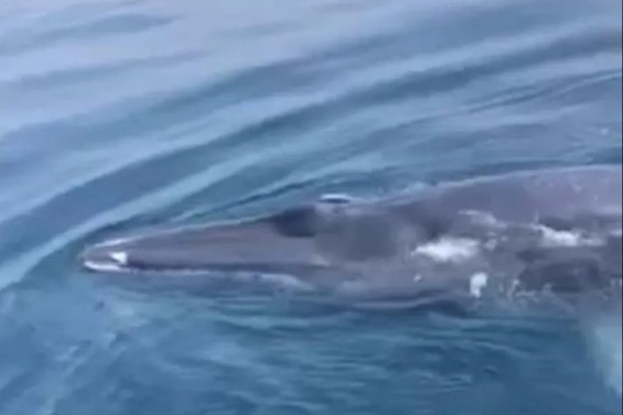 Hinh anh ca voi xuat hien o vung bien Thanh Hoa min - CLIP: Cá voi xanh xuất hiện ở vùng biển Thanh Hóa