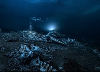 Nghĩa địa cá voi dưới đáy biển Greenland Nghĩa địa cá voi dưới đáy biển Greenland