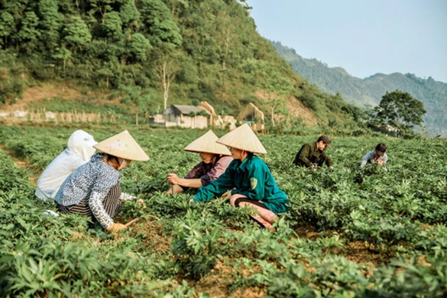 Nguoi dan o Quan Ba Ha Giang cham soc cay duoc lieu min - Hà Giang phát triển cây dược liệu quý trên vùng cao nguyên đá