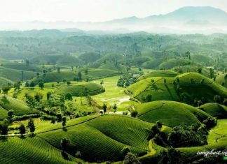 Phú Thọ: Phấn đấu đến năm 2025 năng suất chè búp tươi đạt 125 tạ/ha