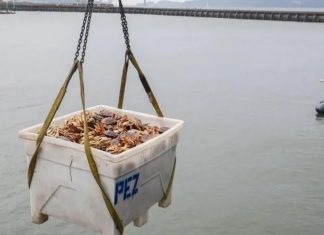 Pin làm từ vỏ cua có thể tái chế... 1000 lần