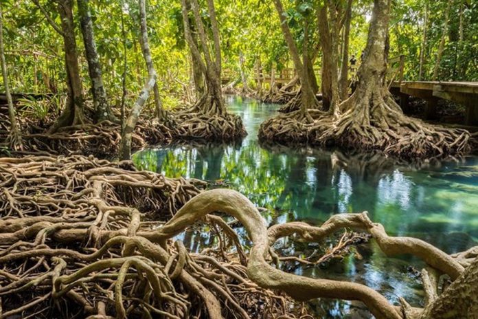 Rừng ngập mặn có ý nghĩa gì đối với hành tinh của chúng ta? Rừng ngập mặn có ý nghĩa gì đối với hành tinh của chúng ta?