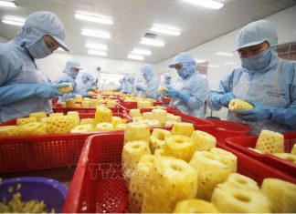 Báo Malaysia: Việt Nam củng cố vị thế trong xuất khẩu trái cây tươi Báo Malaysia: Việt Nam củng cố vị thế trong xuất khẩu trái cây tươi
