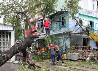 Bàn về cây xanh đô thị ở Đà Nẵng