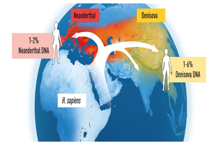 Khám phá của Pääbo đã cung cấp thông tin quan trọng về cách dân cư trên thế giới vào thời điểm người Homo sapiens di cư ra khỏi châu Phi và lan sang phần còn lại của thế giới. Người Neanderthal sống ở phía tây và người Denisovan ở phía đông trên lục địa Á-Âu. Sự giao phối giữa các loài xảy ra khi người Homo sapiens lan rộng khắp lục địa, để lại những dấu vết vẫn còn trong DNA của chúng ta.