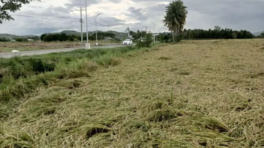 Gió lớn làm lúa đổ rạp ở Laur, Nueva Ecija.