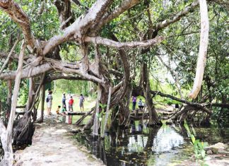 Giữ "lá phổi xanh" của miền Đông