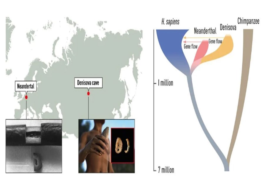 A. Pääbo chiết xuất DNA từ các mẫu xương từ các hominin đã tuyệt chủng. Đầu tiên, ông lấy được một mảnh xương từ Neandertal ở Đức, nơi đặt tên cho người Neanderthal. Sau đó, ông sử dụng xương ngón tay từ Hang Denisova ở miền nam Siberia, nơi đặt tên cho người Denisovan. B. Cây phát sinh loài thể hiện sự tiến hóa và mối quan hệ giữa Homo sapiens và hominin đã tuyệt chủng. Cây phát sinh loài cũng minh họa các dòng gen được Pääbo phát hiện.