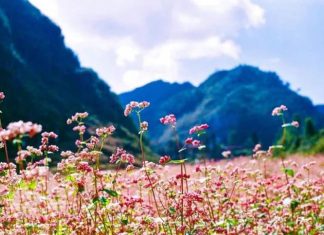 Mùa hoa tháng 10 dọc miền đất nước: Tây Bắc có 1 loại hoa cực lạ không phải ai cũng biết