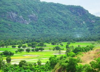 Những loài cây thuốc được đồng bào dân tộc Khmer vùng Bảy Núi sử dụng nhiều nhất Những loài cây thuốc được đồng bào dân tộc Khmer vùng Bảy Núi sử dụng nhiều nhất
