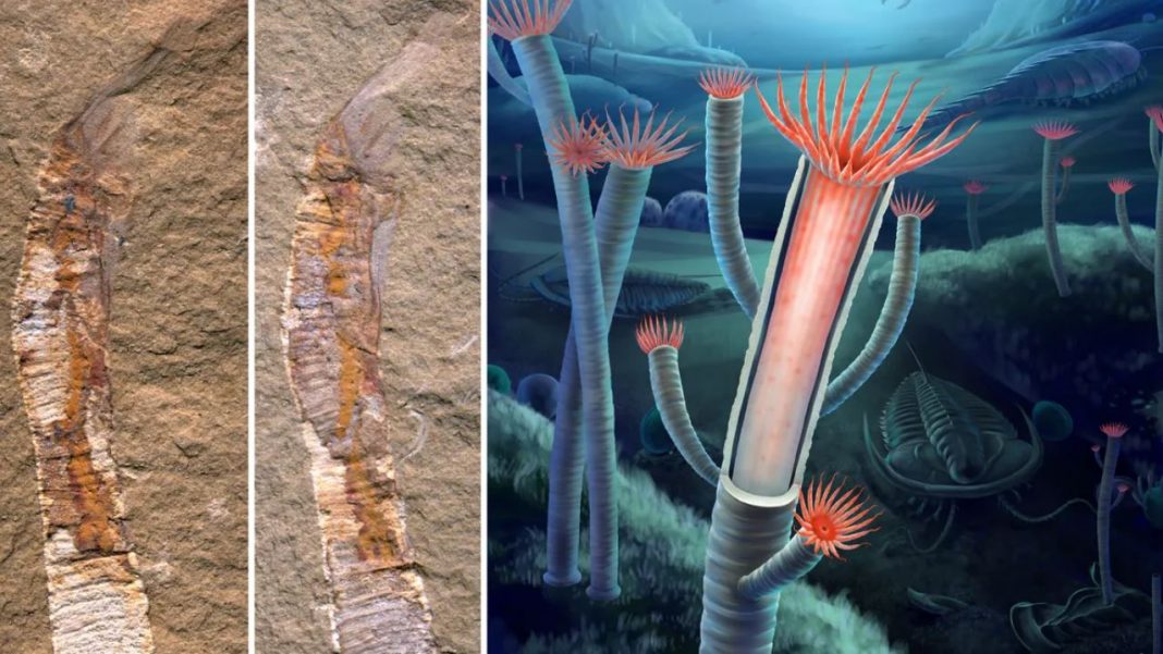 Phát hiện ‘triệu năm có một’ giúp hóa giải bí ẩn về tiến hóa của sự sống