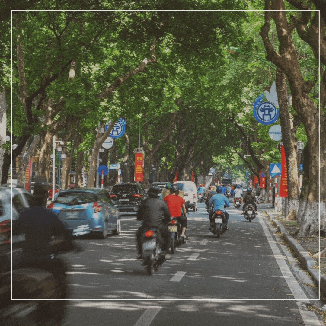 Hà Nội đã có những con đường hoa sữa, hoa phượng, sao đen, sấu Hà Nội đã có những con đường hoa sữa, hoa phượng, sao đen, sấu