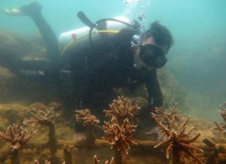 Rạn san hô trong Vịnh Nha Trang phục hồi tốt