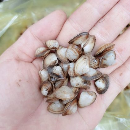 Con dắt c&oacute; k&iacute;ch thước nhỏ hơn con hến. Đ&acirc;y l&agrave; lo&agrave;i nhuyễn thể vỏ 2 mảnh họ h&agrave;ng với s&ograve;, ngh&ecirc;u, tu h&agrave;i