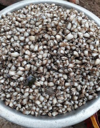 Ch&uacute;ng c&oacute; m&agrave;u trắng đục, con lớn nhất c&oacute; k&iacute;ch thước chỉ bằng ng&oacute;n tay người lớn.