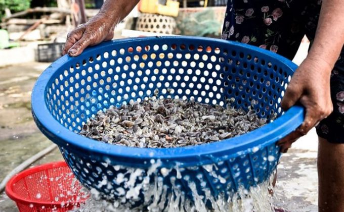 Dụng cụ chuy&ecirc;n biệt l&agrave; vợt lưới th&igrave; mới c&oacute; thể c&agrave;o ch&uacute;ng từ nước l&ecirc;n được. Đến m&ugrave;a, nếu đi c&agrave;o dắt cả ng&agrave;y, mỗi ng&agrave;y c&oacute; thể c&agrave;o được 40-50 kg dắt, b&aacute;n được từ 300.000 đến 500.000 đồng.