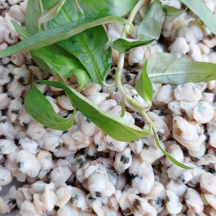Trước đ&acirc;y, con dắt thường được người lao động ngh&egrave;o bắt về chế biến th&agrave;nh m&oacute;n ăn hoặc b&aacute;n cho c&aacute;c chủ đầm, trang trại nu&ocirc;i t&ocirc;m, cua, vịt với gi&aacute; rẻ. Con dắt c&oacute; thể nấu nhiều m&oacute;n ngon, nổi tiếng nhất l&agrave; m&oacute;n ch&aacute;o dắt.
