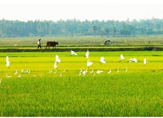 Đặc trưng văn hoá, cội nguồn văn hoá và sự thể hiện chúng trong ca dao Việt